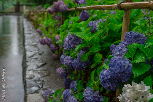 紫陽花　雨