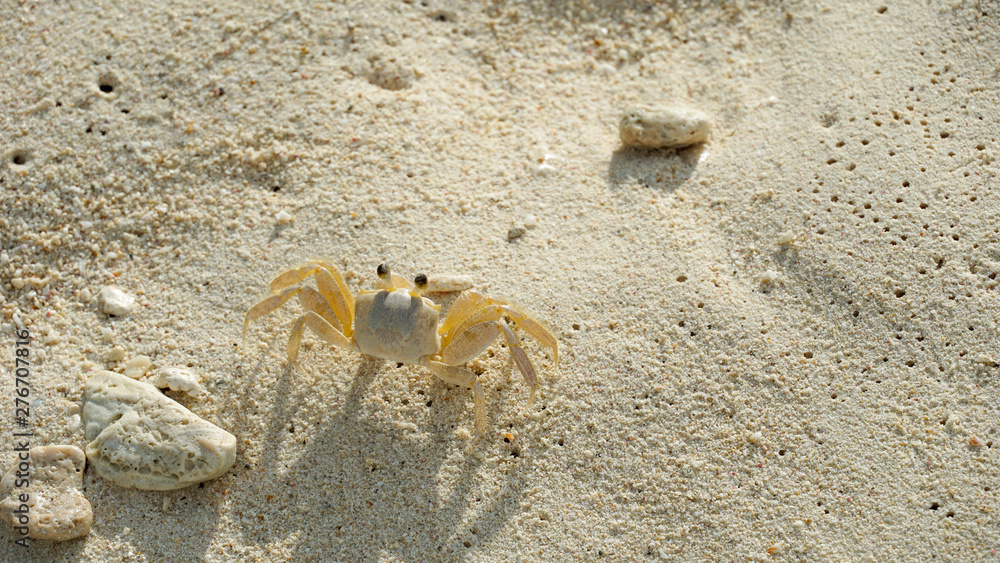 crab on the beach crab on the beach