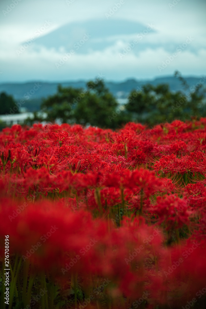 静岡県 興徳寺 彼岸花