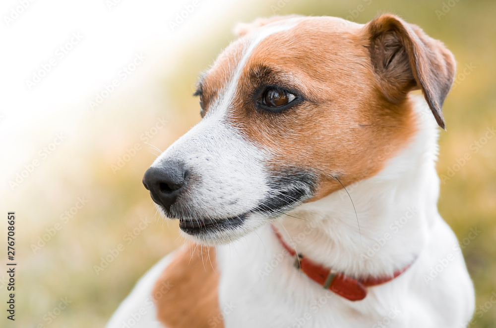 Portrait of a pedigree cute dog Jack Russell Terrier looking left.