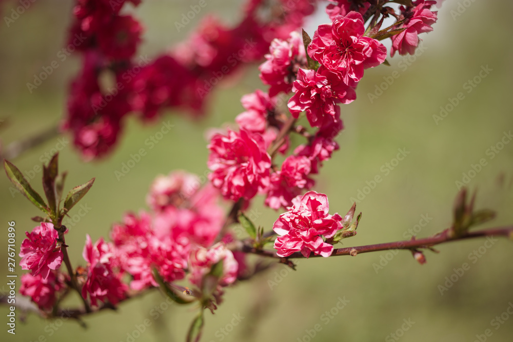 A branch of flowering peach in the garden A branch of flowering peach in the garden