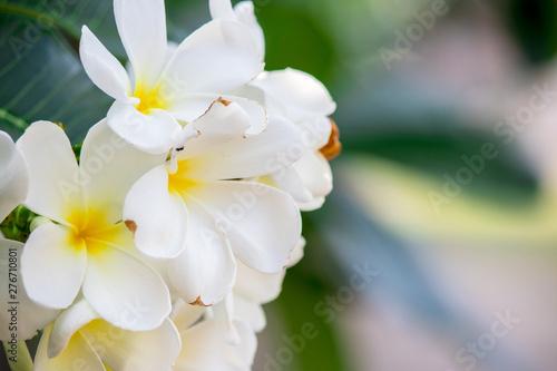 Plumeria frangipani Apocynaceae White flower green leaf