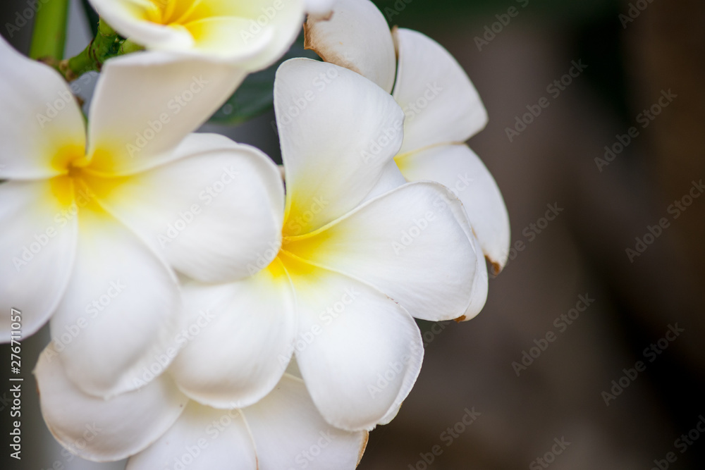 Naklejka premium Plumeria frangipani Apocynaceae White flower green leaf