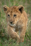 Lion cub crosses long grass lifting paw