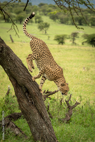 Male cheetah about to jump from tree