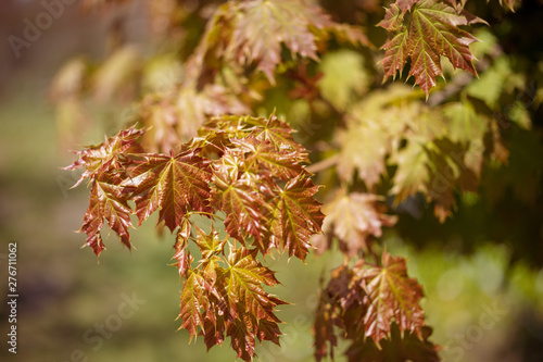 Young leaves of maple with a beautiful blur