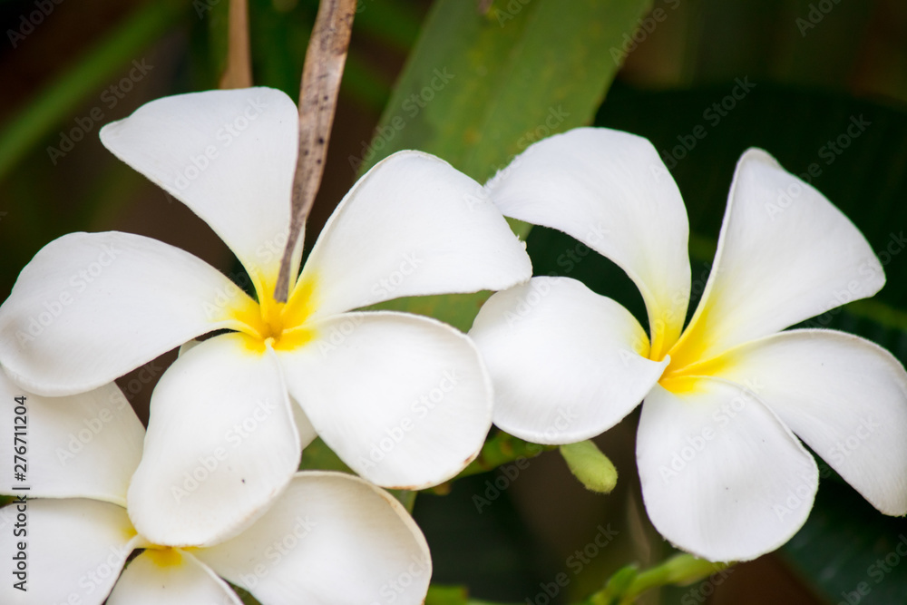 Plumeria frangipani Apocynaceae White flower green leaf Plumeria frangipani Apocynaceae White flower green leaf