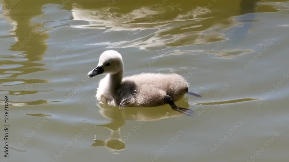 Kleine vogel. Kleine vogel.