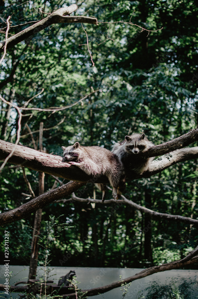 Obraz premium Amicalement non sauvage