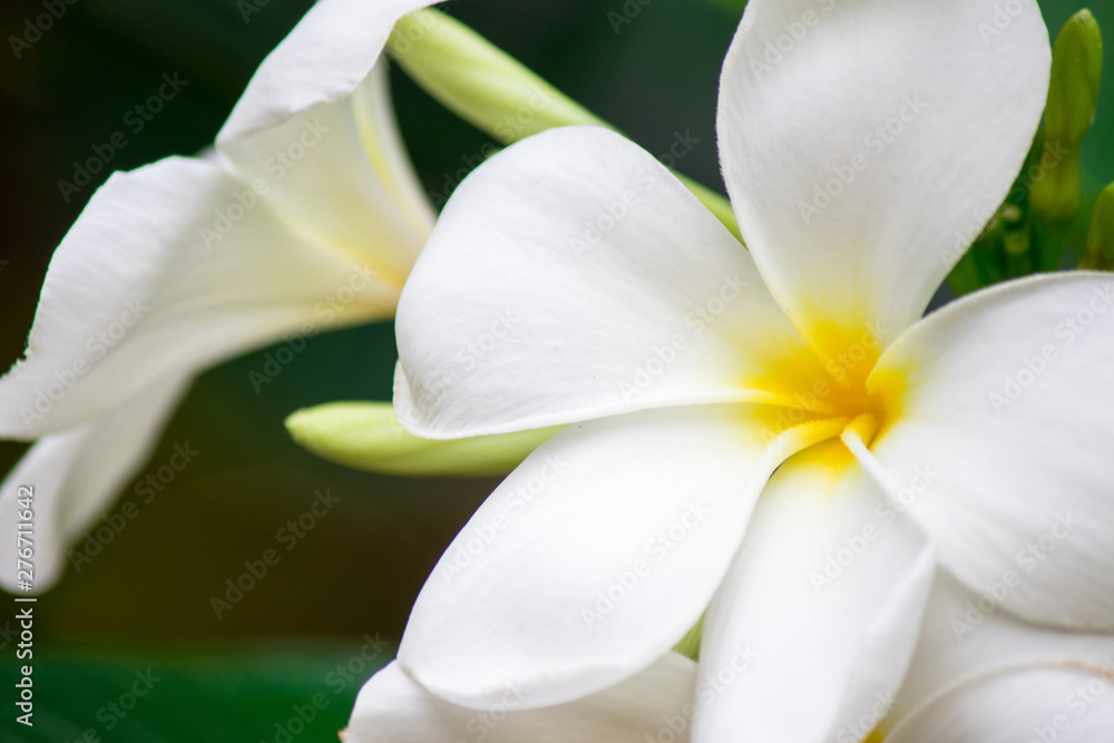 Plumeria frangipani Apocynaceae White flower green leaf Plumeria frangipani Apocynaceae White flower green leaf