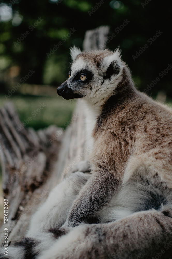 Fototapeta premium Amicalement non sauvage