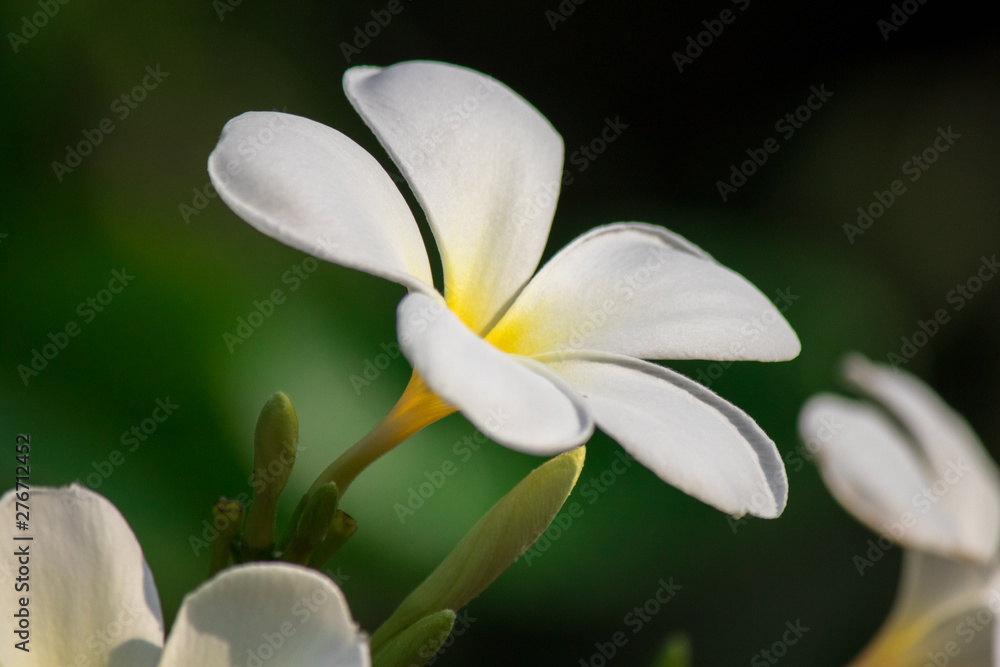 Plumeria frangipani Apocynaceae White flower green leaf Plumeria frangipani Apocynaceae White flower green leaf