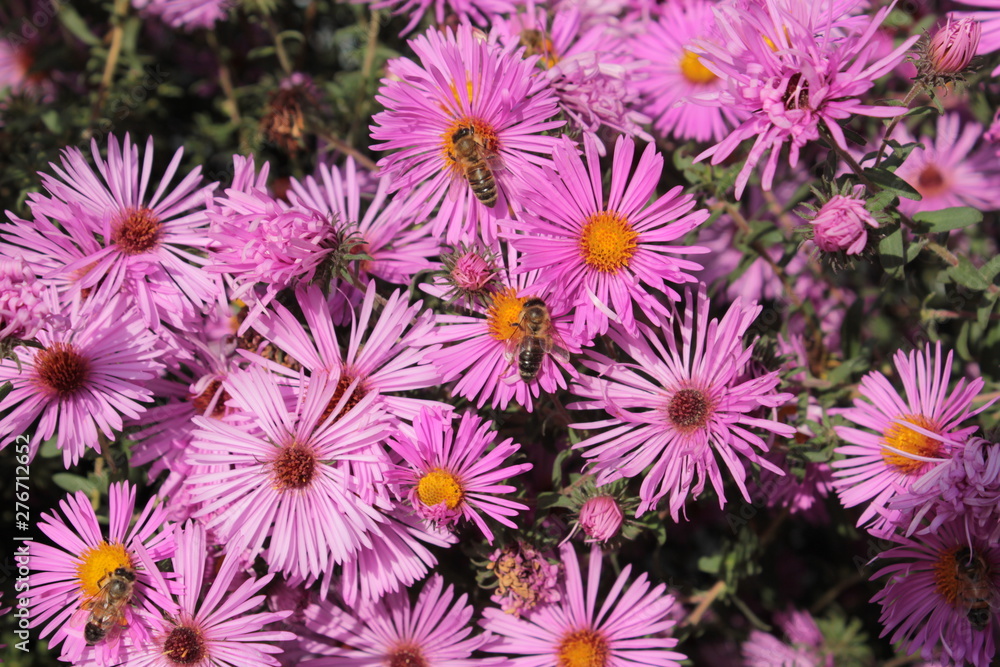Bee sitting on the pink astre, collect nectar. Bee sitting on the pink astre, collect nectar.