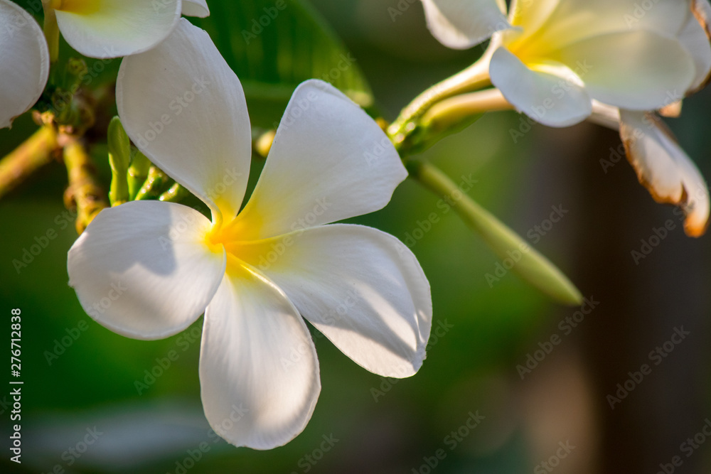 Plumeria frangipani Apocynaceae White flower green leaf Plumeria frangipani Apocynaceae White flower green leaf