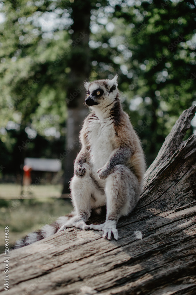 Obraz premium Amicalement non sauvage