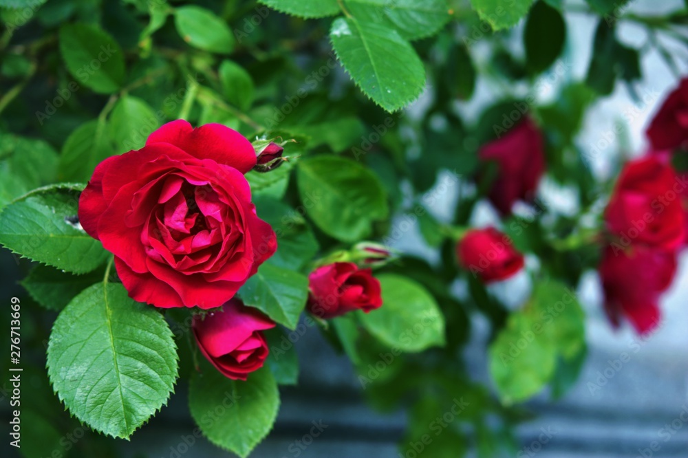 red roses on a stone wall background