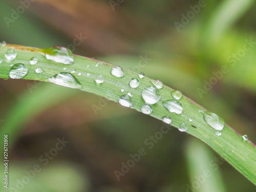 Dew drop or rain drop on green grass with nature blurred background.