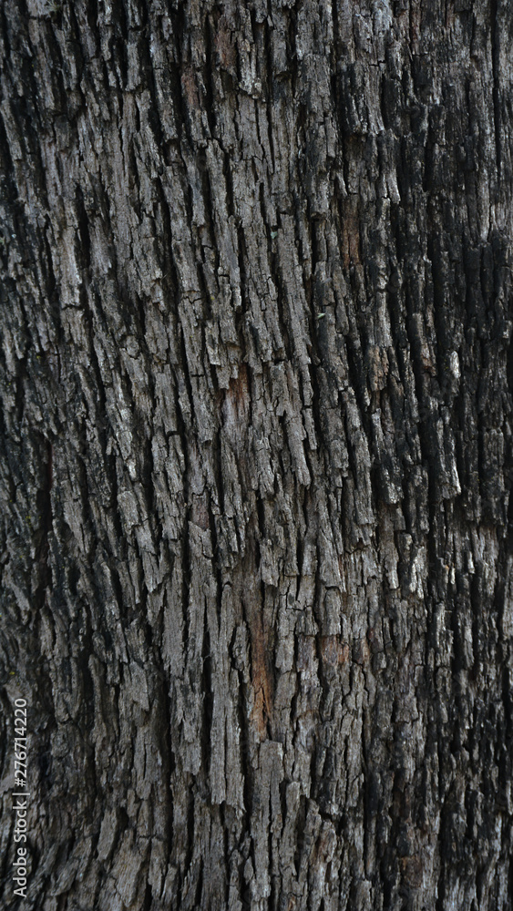 Obraz premium textura madeira