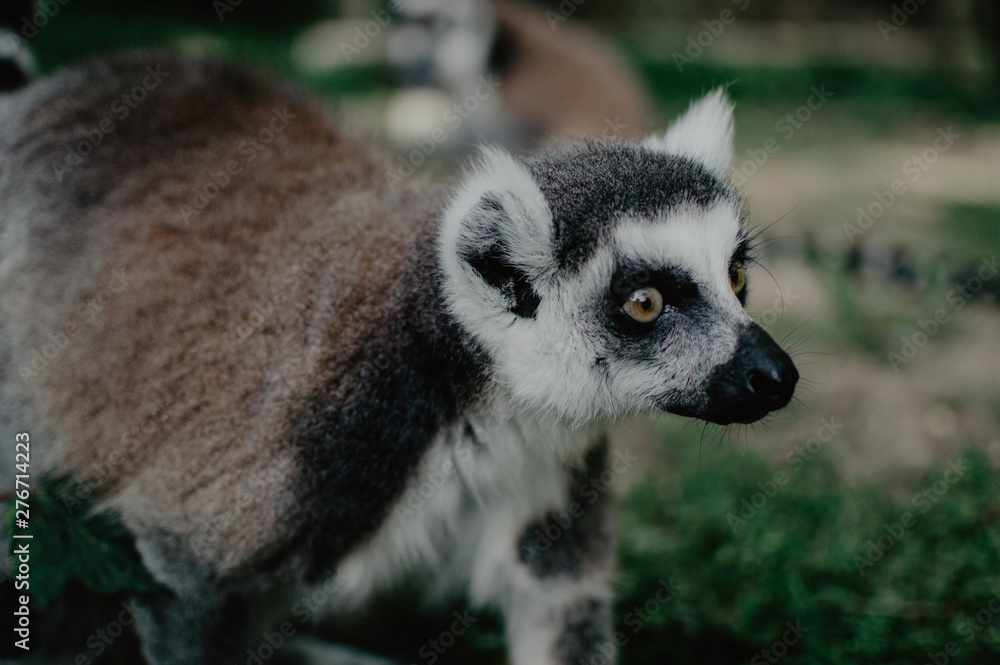 Fototapeta premium Amicalement non sauvage