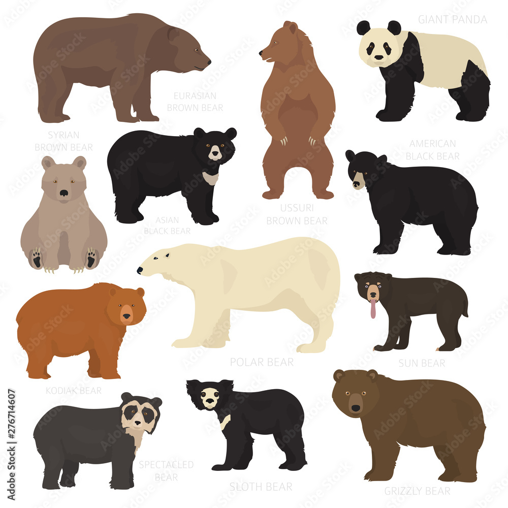 All world bear species in one set. Bears collection. Vector illustration All world bear species in one set. Bears collection. Vector illustration