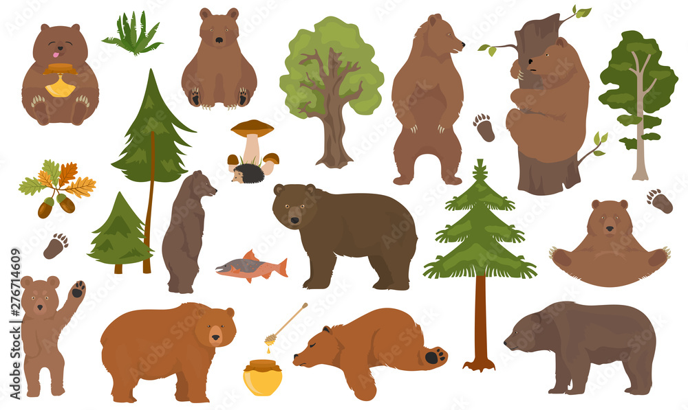 Fototapeta premium All bear species in one set. Bears in forest collection