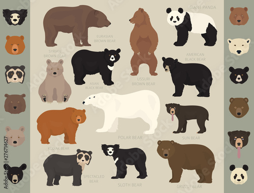 All world bear species in one set. Bears collection. Vector illustration photo