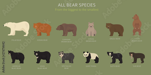 Fototapeta Naklejka Na Ścianę i Meble -  All world bear species in one set. Bears collection. Vector illustration