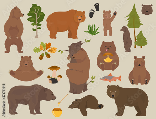 All bear species in one set. Bears in forest collection