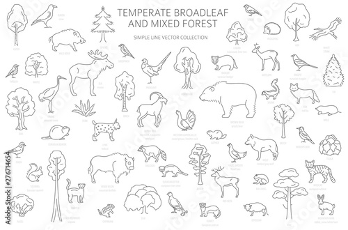 Temperate broadleaf forest and mixed forest biome. Terrestrial ecosystem world map. Animals, birds and plants set. Simple outline graphic design