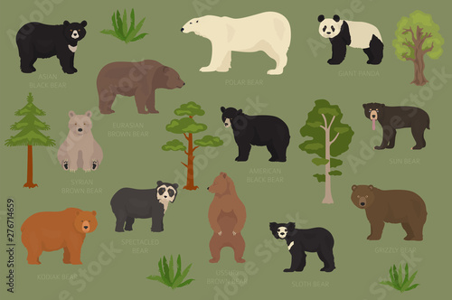 All world bear species in one set. Bears collection. Vector illustration