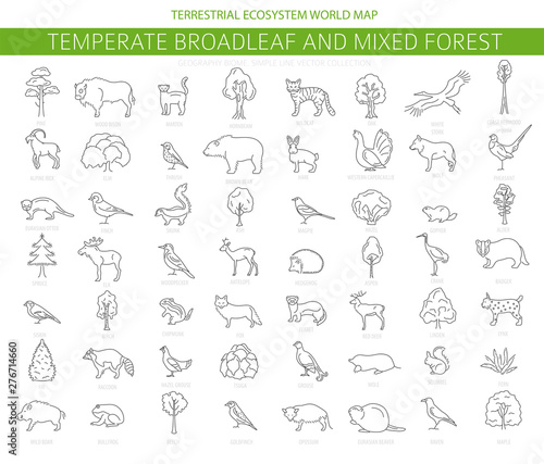 Temperate broadleaf forest and mixed forest biome. Terrestrial ecosystem world map. Animals, birds and plants set. Simple outline graphic design