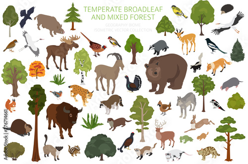 Temperate broadleaf forest and mixed forest biome. Terrestrial ecosystem world map. Animals, birds and plants set. 3d isometric graphic design