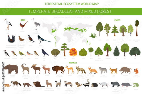 Temperate broadleaf forest and mixed forest biome. Terrestrial ecosystem world map. Animals, birds and plants graphic design