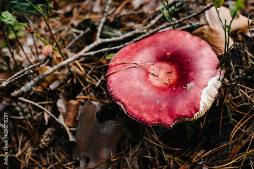 Russula mushroom found in a pine wood. Mushroom growing in the Autumn forest. Edible mushroom with copy space.