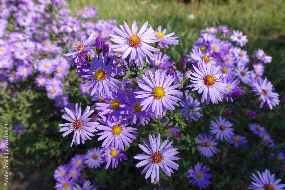 Bright violet flowers of Symphyotrichum dumosum in October Bright violet flowers of Symphyotrichum dumosum in October
