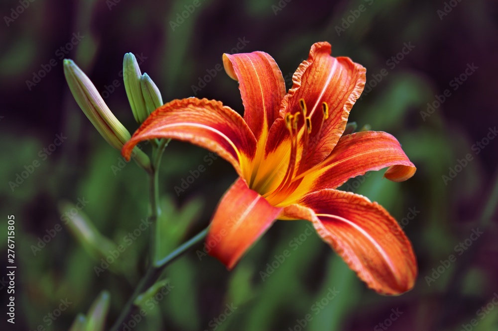 Close-up shot of bright orange lilies with a blurred background. Close-up shot of bright orange lilies with a blurred background.