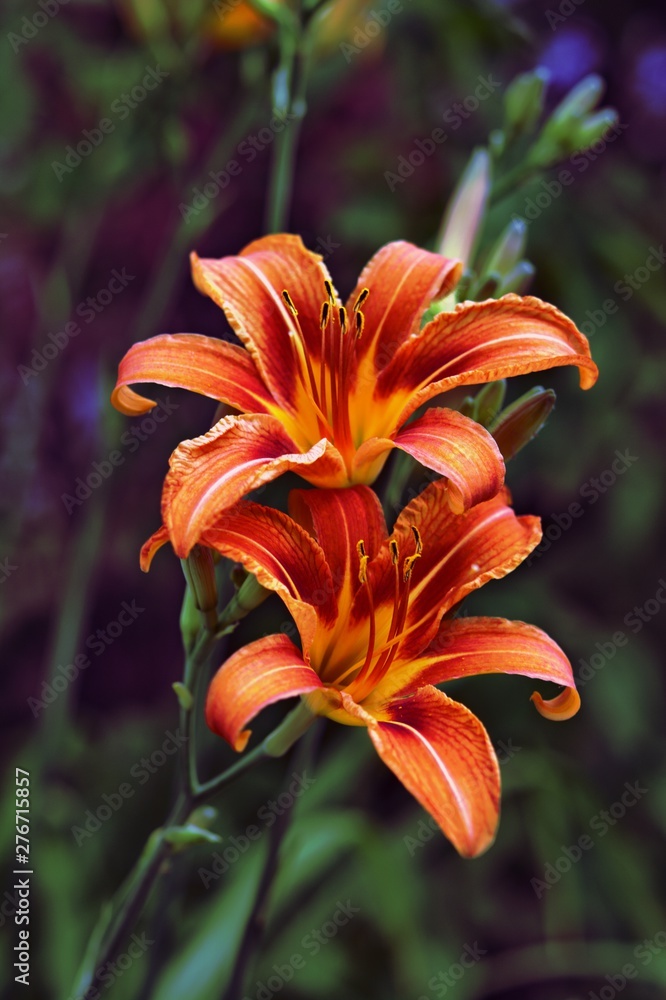 Close-up shot of bright orange lilies with a blurred background. Close-up shot of bright orange lilies with a blurred background.