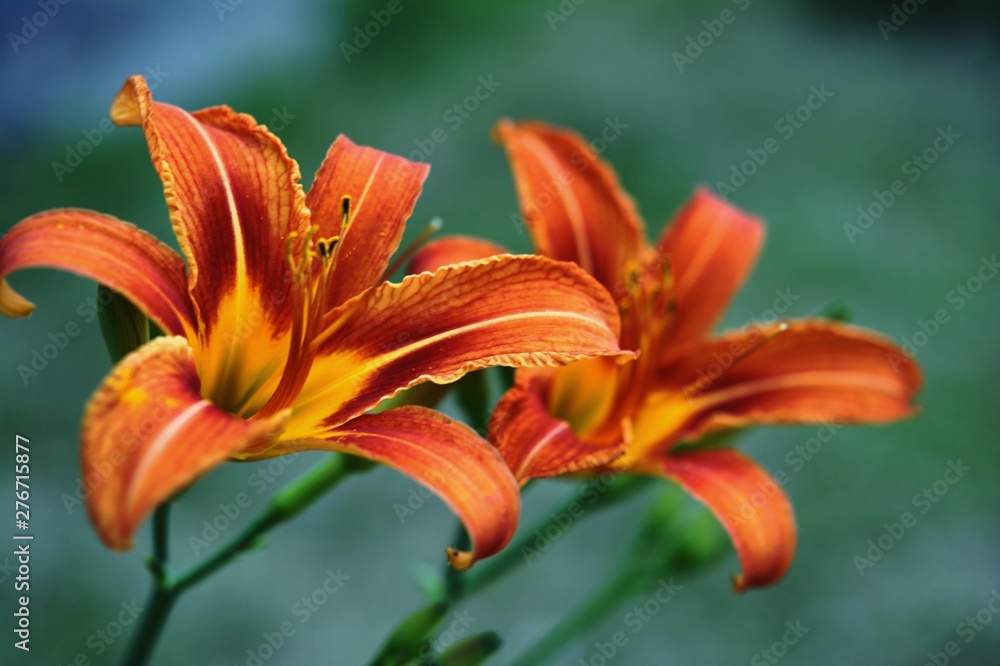 Close-up shot of bright orange lilies with a blurred background. Close-up shot of bright orange lilies with a blurred background.