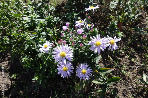 Light violet flowers of Symphyotrichum dumosum in October photo