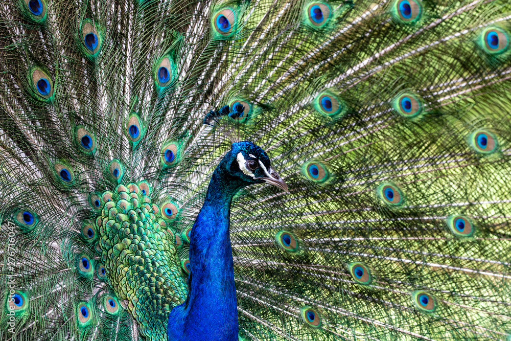 Naklejka premium peacock with feathers out