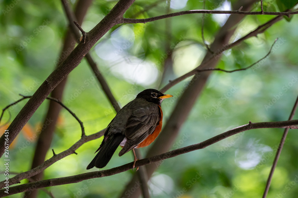 American robin American robin