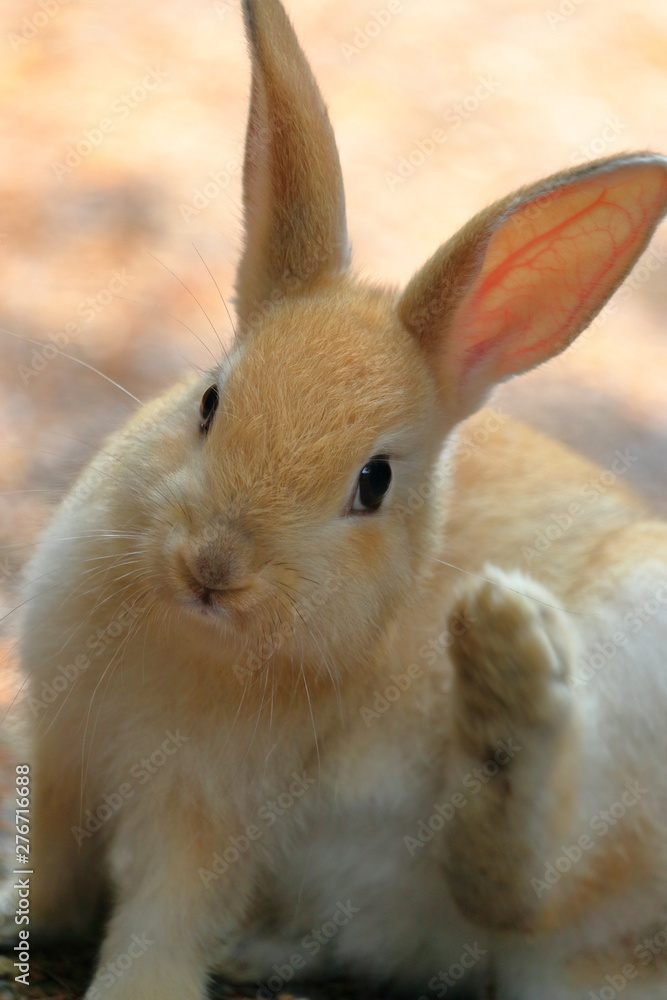 Fototapeta premium うさぎ リラックス