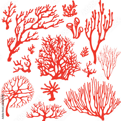 Fototapeta Naklejka Na Ścianę i Meble -  Set of underwater coral reef plants.