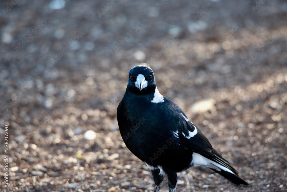 Obraz premium Australian Magpie