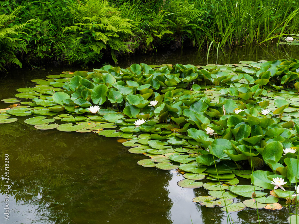 pond landscape with reflecting water and water lilly's pond landscape with reflecting water and water lilly's