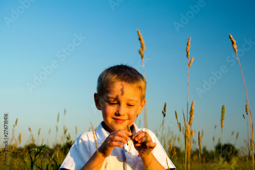 child plays with spikelets in the open field in the evening at sunset with soft colors of summer