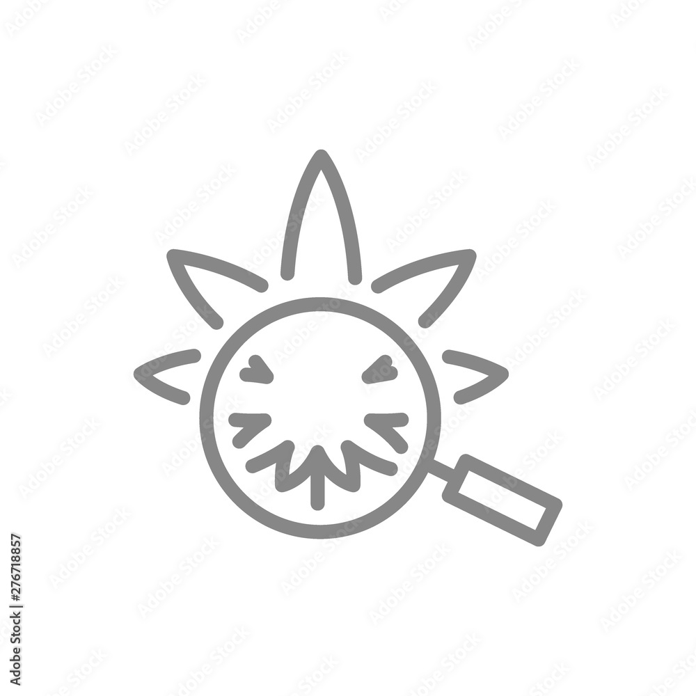 Cannabis leaf under magnifying glass line icon.
