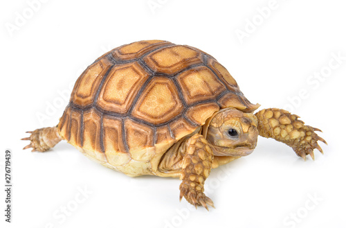  tortoise isolated on white background