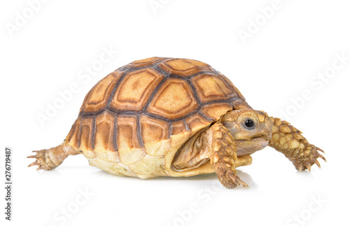  tortoise isolated on white background