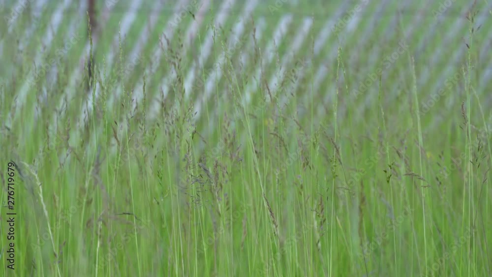 View of moving green wheat like plants weeds and greenery in the windy sunny day, field or idyllic meadow. 4k. View of moving green wheat like plants weeds and greenery in the windy sunny day, field or idyllic meadow. 4k.